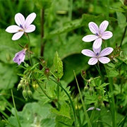 Geranium robertanium extract: Provides antioxidant action. Historically, geranium robertanium extract was used in traditional medicine because it can help reduce the appearance of skin redness and age spots.