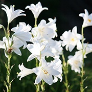 Lilium candidum bulb extract: Several saponins, sugars, and amino acids have been isolated from the white Madonna. This extract provides skin with superior hydration.