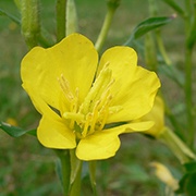 Oneothera biennis seed extract: Evening primrose seed extract helps defend skin against oxidation for a youthful complexion.