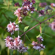 Origanum majorana L. extract: A natural preservative, these marjoram-flower extracts are used in essential-oil blends. It adds a pleasant scent to cosmetics.