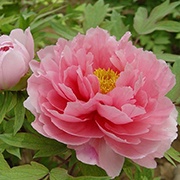 Paeonia albiflora and suffruticosa root extract: Helps protect and brighten the skin’s appearance. In vitro research indicates peony root can reduce the appearance of redness and dark spots.