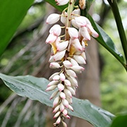Alpinia speciosa leaf extract: The antioxidants are derived from polyphenols in the flower’s chemical structure.