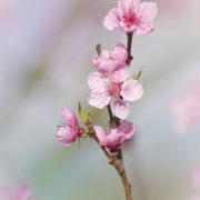 Sakura cherry blossom extract (Prunus lannesiana) delivers caffeoyl glucose and quercetin glucose to the skin for an improved complexion. Both act as antioxidants. The extract soothes and may help reduce the look of mild skin redness.