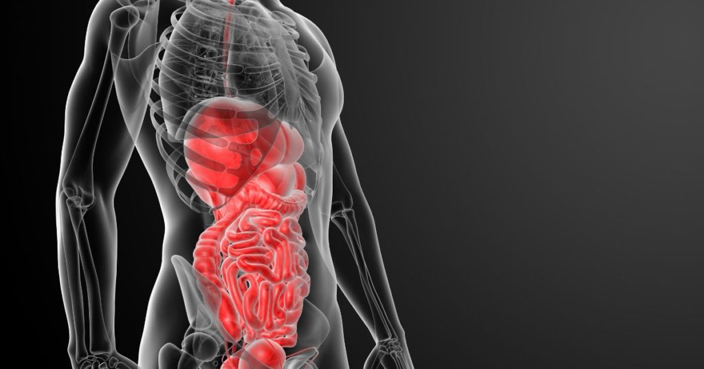 Journey Through the Digestive Tract