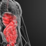 Journey Through the Digestive Tract