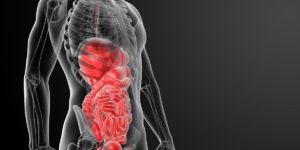 Journey Through the Digestive Tract