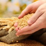 Your Detox Organs Need Dietary Fiber