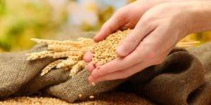 Your Detox Organs Need Dietary Fiber